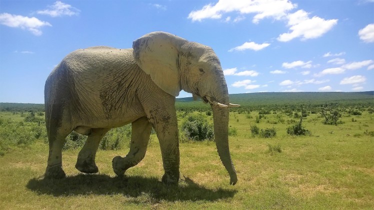 Addo Elephant Park, SA, Norsu lähikuvassa